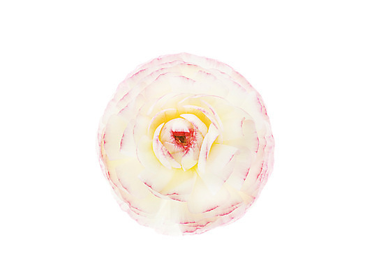 포토 JPG 스튜디오촬영 식물 꽃잎 꽃 꽃백그라운드 실내 누끼 사람없음 라넌큘러스 국내포토 백그라운드 내부 파일형식