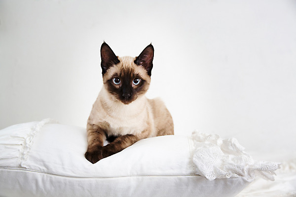 포토 JPG 동물 한마리 여유 베개 휴식 실내 사람없음 고양이 침대 동물라이프 반려 샴고양이 국내포토 1 라이프스타일 감정 가구 컨셉 포유류 침구 내부 반려동물 파일형식