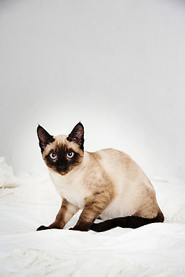 포토 JPG 동물 한마리 여유 휴식 실내 사람없음 고양이 침대 동물라이프 반려 샴고양이 국내포토 1 라이프스타일 감정 가구 컨셉 포유류 내부 반려동물 파일형식