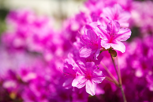 포토 JPG 주간 식물 계절 꽃 컬러 근접촬영 사람없음 야외 봄 자주색 화단 영산홍 국내포토 자연요소 뷰포인트 파일형식