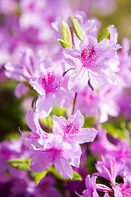 포토 JPG 주간 식물 계절 꽃 컬러 근접촬영 사람없음 야외 봄 화단 연보라색 영산홍 국내포토 자연요소 뷰포인트 보라색 파일형식