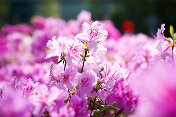 포토 JPG 주간 식물 계절 꽃 컬러 근접촬영 사람없음 야외 봄 화단 연보라색 영산홍 국내포토 자연요소 뷰포인트 보라색 파일형식