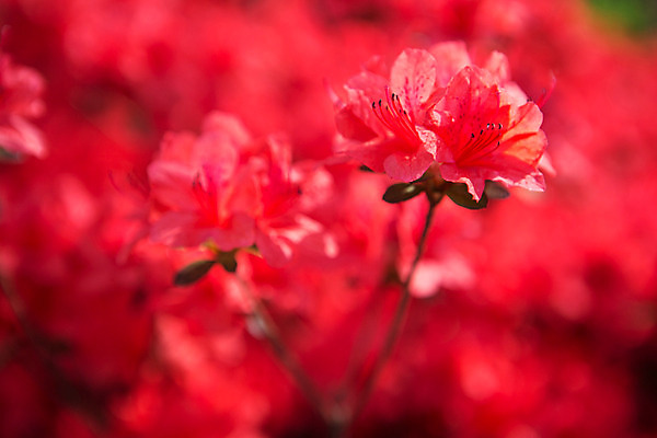 포토 JPG 주간 식물 계절 꽃 컬러 근접촬영 사람없음 야외 빨간색 봄 화단 영산홍 국내포토 자연요소 뷰포인트 파일형식