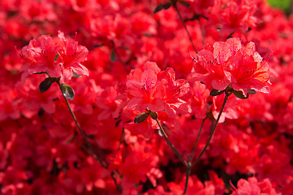 포토 JPG 주간 식물 계절 꽃 컬러 근접촬영 사람없음 야외 빨간색 봄 화단 영산홍 국내포토 자연요소 뷰포인트 파일형식
