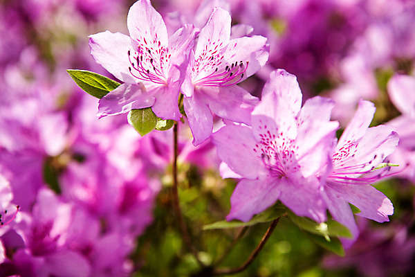 포토 JPG 주간 식물 계절 꽃 컬러 근접촬영 사람없음 야외 봄 화단 연보라색 영산홍 국내포토 자연요소 뷰포인트 보라색 파일형식