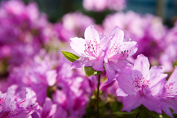 포토 JPG 주간 식물 계절 꽃 컬러 근접촬영 사람없음 야외 봄 화단 연보라색 영산홍 국내포토 자연요소 뷰포인트 보라색 파일형식