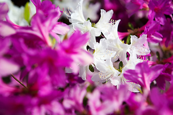 포토 JPG 주간 식물 계절 꽃 컬러 근접촬영 사람없음 야외 봄 흰색 자주색 화단 영산홍 국내포토 자연요소 뷰포인트 파일형식