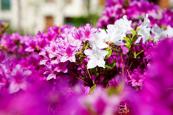 포토 JPG 주간 식물 계절 꽃 컬러 사람없음 야외 봄 흰색 자주색 화단 영산홍 국내포토 자연요소 파일형식