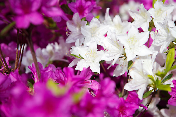 포토 JPG 주간 식물 계절 꽃 컬러 근접촬영 사람없음 야외 봄 흰색 자주색 화단 영산홍 국내포토 자연요소 뷰포인트 파일형식