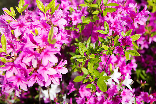 포토 JPG 주간 식물 계절 꽃 컬러 근접촬영 사람없음 야외 봄 자주색 화단 영산홍 국내포토 자연요소 뷰포인트 파일형식
