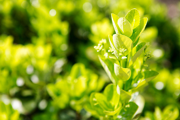 포토 JPG 주간 식물 계절 컬러 배경화면 근접촬영 사람없음 야외 초록색 새싹 봄 화단 국내포토 자연요소 뷰포인트 파일형식