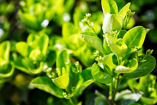 포토 JPG 주간 식물 계절 컬러 배경화면 근접촬영 사람없음 야외 초록색 새싹 봄 화단 국내포토 자연요소 뷰포인트 파일형식