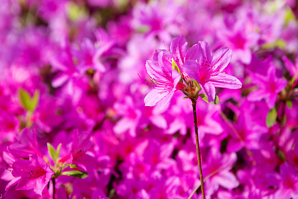 포토 JPG 주간 식물 계절 꽃 컬러 근접촬영 사람없음 야외 봄 자주색 화단 영산홍 국내포토 자연요소 뷰포인트 파일형식