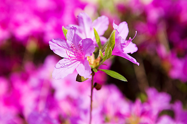 포토 JPG 주간 식물 계절 꽃 컬러 근접촬영 사람없음 야외 봄 자주색 화단 영산홍 국내포토 자연요소 뷰포인트 파일형식