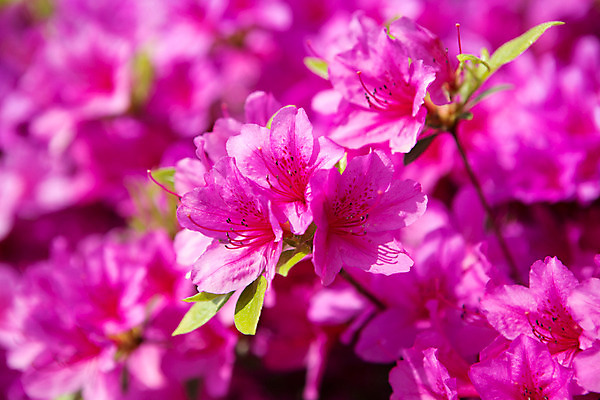 포토 JPG 주간 식물 계절 꽃 컬러 근접촬영 사람없음 야외 봄 자주색 화단 영산홍 국내포토 자연요소 뷰포인트 파일형식