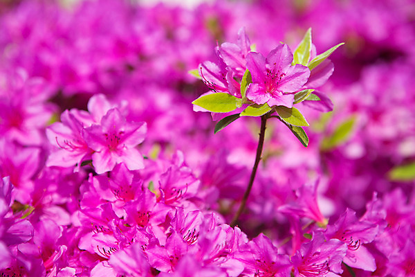 포토 JPG 주간 식물 계절 꽃 컬러 근접촬영 사람없음 야외 봄 자주색 화단 영산홍 국내포토 자연요소 뷰포인트 파일형식