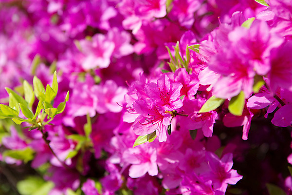포토 JPG 주간 식물 계절 꽃 컬러 근접촬영 사람없음 야외 봄 자주색 화단 영산홍 국내포토 자연요소 뷰포인트 파일형식