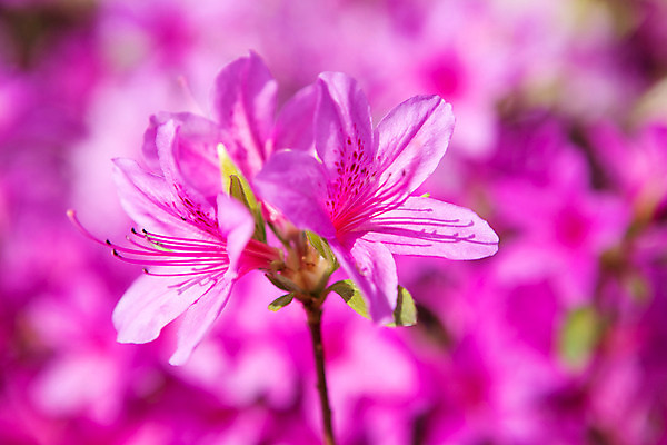 포토 JPG 주간 식물 계절 꽃 컬러 근접촬영 사람없음 야외 봄 자주색 화단 영산홍 국내포토 자연요소 뷰포인트 파일형식