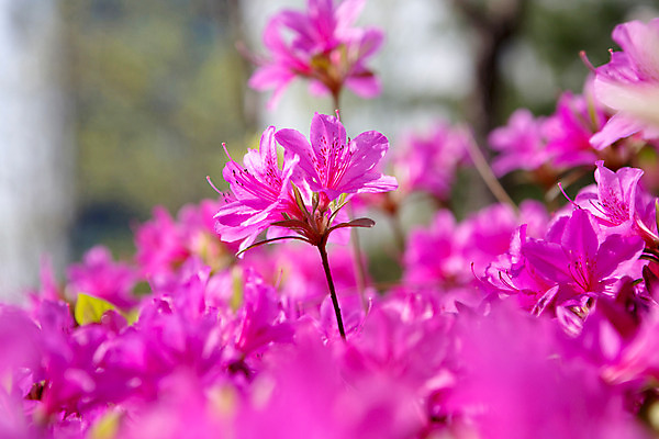 포토 JPG 주간 식물 계절 꽃 컬러 근접촬영 사람없음 야외 봄 자주색 화단 영산홍 국내포토 자연요소 뷰포인트 파일형식