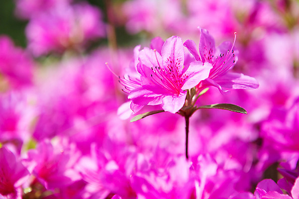 포토 JPG 주간 식물 계절 꽃 컬러 근접촬영 사람없음 야외 봄 자주색 화단 영산홍 국내포토 자연요소 뷰포인트 파일형식