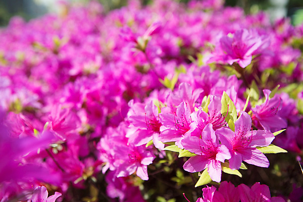 포토 JPG 주간 식물 계절 꽃 컬러 사람없음 야외 봄 자주색 화단 영산홍 국내포토 자연요소 파일형식