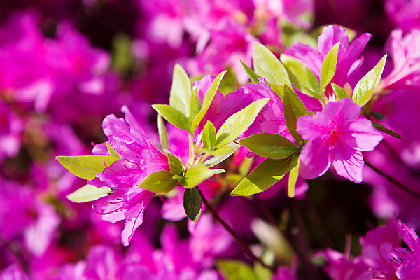 포토 JPG 주간 식물 계절 꽃 컬러 근접촬영 사람없음 야외 봄 자주색 화단 영산홍 국내포토 자연요소 뷰포인트 파일형식