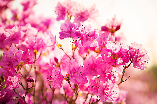 포토 JPG 주간 식물 계절 꽃 컬러 풍경 사람없음 야외 봄 자주색 진달래 고려산 국내포토 자연요소 산 인천 파일형식