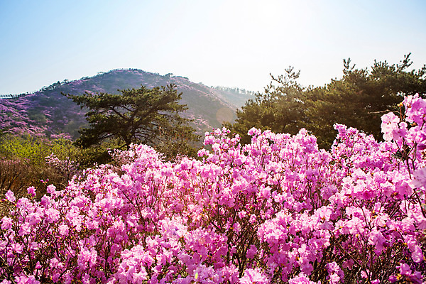 포토 JPG 주간 나무 식물 계절 꽃 컬러 산 풍경 사람없음 야외 봄 자주색 진달래 고려산 국내포토 자연요소 인천 파일형식