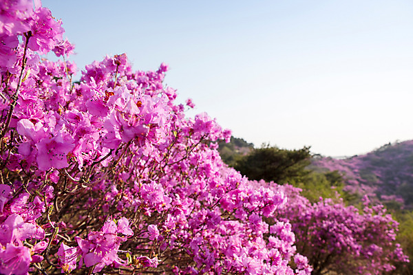 포토 JPG 주간 나무 식물 계절 꽃 컬러 산 풍경 사람없음 야외 봄 자주색 진달래 고려산 국내포토 자연요소 인천 파일형식