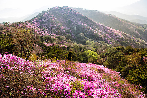 포토 JPG 주간 나무 식물 계절 꽃 컬러 산 풍경 사람없음 야외 봄 자주색 진달래 고려산 국내포토 자연요소 인천 파일형식