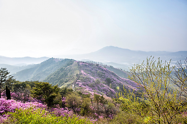 포토 JPG 주간 나무 식물 계절 꽃 컬러 산 풍경 사람없음 야외 봄 자주색 진달래 고려산 국내포토 자연요소 인천 파일형식