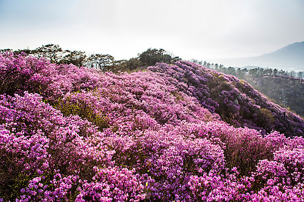 포토 JPG 주간 나무 식물 계절 꽃 컬러 산 풍경 사람없음 야외 봄 자주색 진달래 고려산 국내포토 자연요소 인천 파일형식