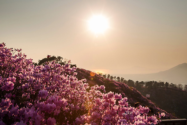 포토 JPG 주간 나무 식물 계절 꽃 컬러 산 풍경 사람없음 야외 태양 일몰 봄 자주색 진달래 고려산 국내포토 자연요소 노을 인천 파일형식