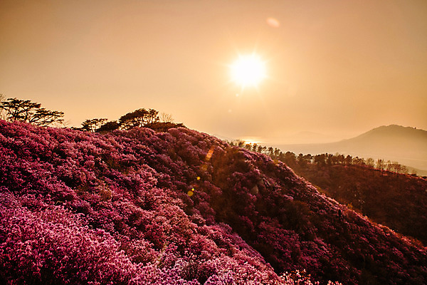 포토 JPG 주간 나무 식물 계절 꽃 컬러 산 사람없음 야외 일몰 봄 자주색 진달래 고려산 국내포토 자연요소 노을 인천 파일형식