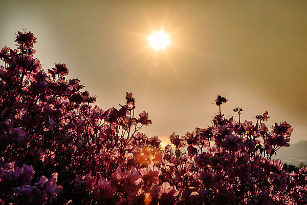 포토 JPG 주간 나무 식물 계절 꽃 컬러 산 풍경 사람없음 야외 태양 일몰 봄 자주색 진달래 고려산 국내포토 자연요소 노을 인천 파일형식
