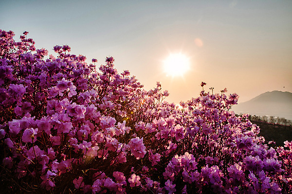 포토 JPG 주간 나무 식물 계절 꽃 컬러 산 풍경 사람없음 야외 태양 일몰 봄 자주색 진달래 고려산 국내포토 자연요소 노을 인천 파일형식