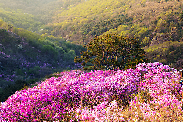 포토 JPG 주간 나무 식물 계절 꽃 컬러 산 풍경 사람없음 야외 봄 자주색 진달래 고려산 국내포토 자연요소 인천 파일형식