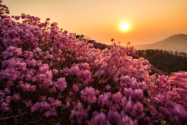 포토 JPG 주간 나무 식물 계절 꽃 컬러 산 풍경 사람없음 야외 태양 일몰 봄 자주색 진달래 고려산 국내포토 자연요소 노을 인천 파일형식
