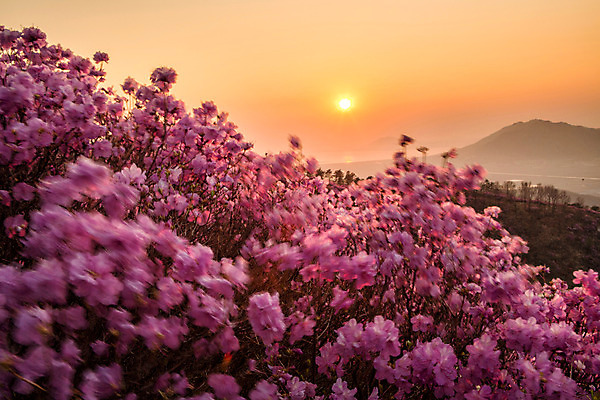 포토 JPG 주간 나무 식물 계절 꽃 컬러 산 풍경 사람없음 야외 태양 일몰 봄 자주색 진달래 고려산 국내포토 자연요소 노을 인천 파일형식