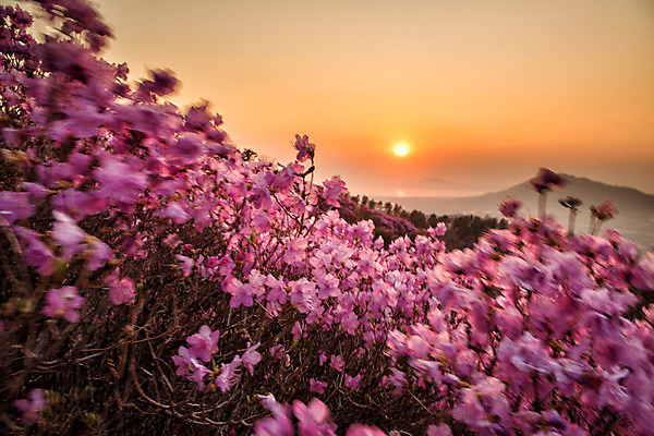 포토 JPG 주간 나무 식물 계절 꽃 컬러 산 풍경 사람없음 야외 태양 일몰 봄 자주색 진달래 고려산 국내포토 자연요소 노을 인천 파일형식
