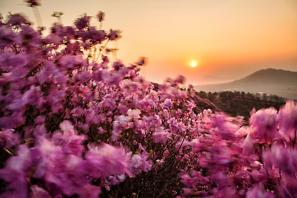 포토 JPG 주간 나무 식물 계절 꽃 컬러 산 풍경 사람없음 야외 태양 일몰 봄 자주색 진달래 고려산 국내포토 자연요소 노을 인천 파일형식