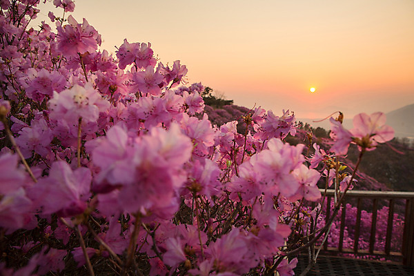 포토 JPG 주간 나무 식물 계절 꽃 컬러 산 풍경 사람없음 야외 태양 일몰 봄 자주색 진달래 고려산 국내포토 자연요소 노을 인천 파일형식