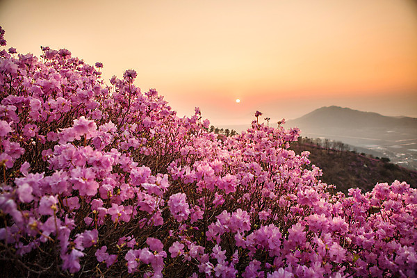 포토 JPG 주간 나무 식물 계절 꽃 컬러 산 풍경 사람없음 야외 태양 일몰 봄 자주색 진달래 고려산 국내포토 자연요소 노을 인천 파일형식