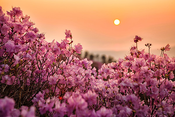 포토 JPG 주간 나무 식물 계절 꽃 컬러 산 풍경 사람없음 야외 태양 일몰 봄 자주색 진달래 고려산 국내포토 자연요소 노을 인천 파일형식