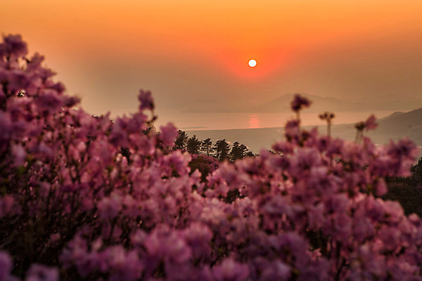 포토 JPG 주간 나무 식물 계절 꽃 컬러 산 풍경 사람없음 야외 태양 일몰 봄 자주색 진달래 고려산 국내포토 자연요소 노을 인천 파일형식