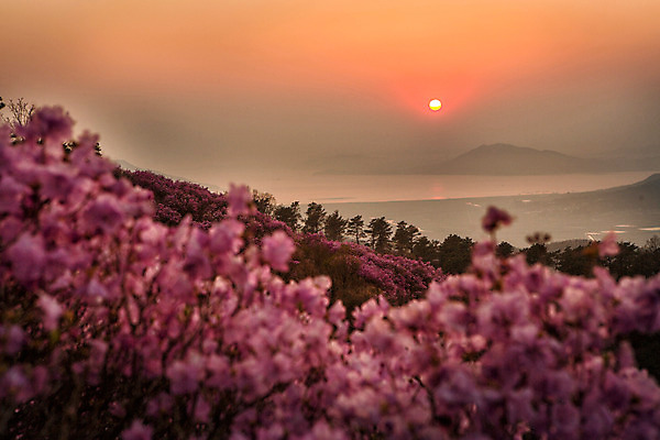 포토 JPG 주간 나무 식물 계절 꽃 컬러 산 풍경 사람없음 야외 태양 일몰 봄 자주색 진달래 고려산 국내포토 자연요소 노을 인천 파일형식