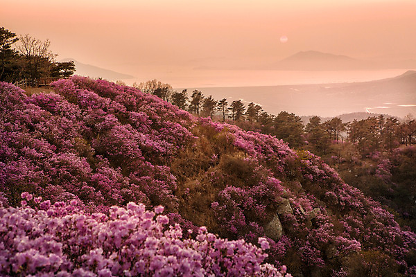 포토 JPG 주간 나무 식물 계절 꽃 컬러 산 풍경 사람없음 야외 일몰 봄 자주색 진달래 고려산 국내포토 자연요소 노을 인천 파일형식
