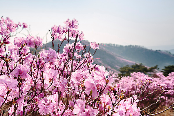 포토 JPG 주간 식물 계절 꽃 컬러 산 풍경 사람없음 야외 봄 자주색 진달래 고려산 국내포토 자연요소 인천 파일형식