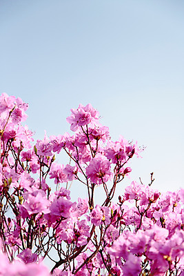 포토 JPG 주간 식물 계절 꽃 컬러 산 풍경 사람없음 야외 봄 자주색 진달래 고려산 국내포토 자연요소 인천 파일형식