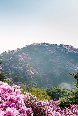 포토 JPG 주간 식물 계절 꽃 컬러 산 풍경 사람없음 야외 봄 자주색 진달래 고려산 국내포토 자연요소 인천 파일형식